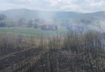 Φωτιά στον δρόμο προς Αμαλιάπολη.