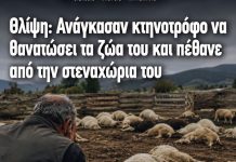 Λέσβος: Έσφαξαν το κοπάδι του λόγω αφθώδους πυρετού και λίγο αργότερα ο Κτηνοτρόφος πέθανε!
